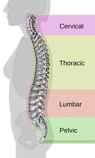 Your spinal column
